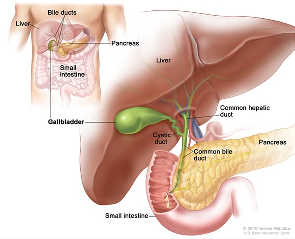 Illustration of the anatomy of the gallbladder; shows the liver, common hepatic duct, cystic duct, common bile duct, pancreas, and small intestine. The inset shows the liver, bile ducts, gallbladder, pancreas, and small intestine.