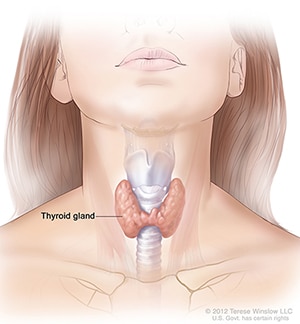 Illustration of the thyroid and its location in the neck.