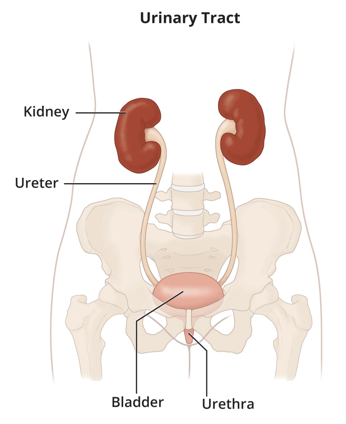 Illustration of the urinary tract, including the kidneys, ureters, bladder, and urethra.