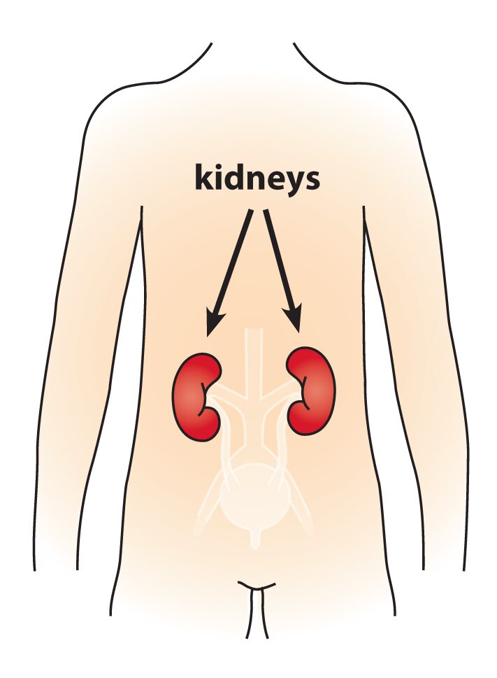 An illustration of a child's body with arrows pointing to two kidneys located near the center of the back