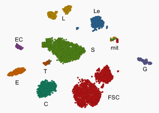 Rat pituitary cells clustered by tSNE into the different cell types.