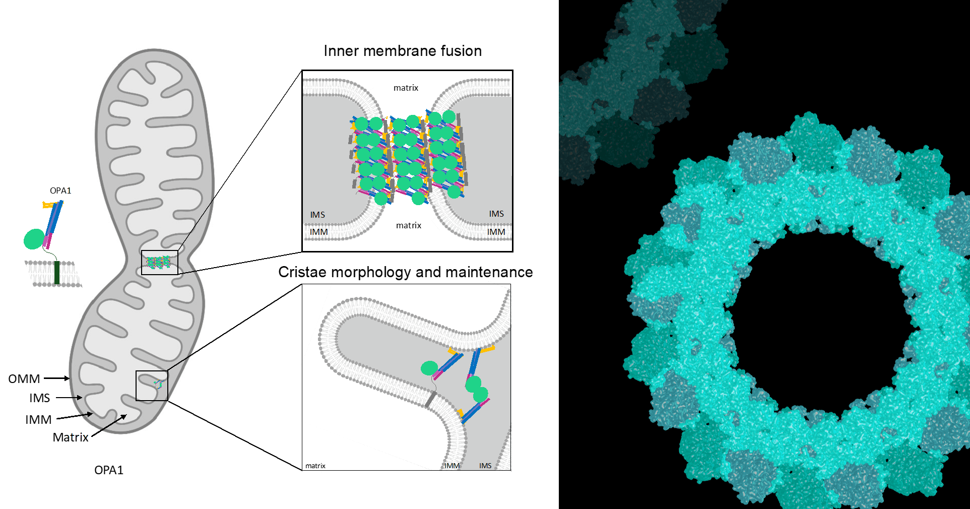 OPA1 plays a role in both mitochondrial inner membrane fusion and cristae morphology (left). Cryo-EM helical structure of s-OPA1 (right).