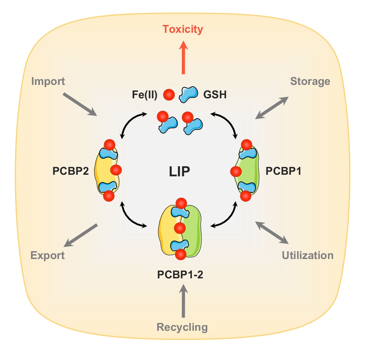 Molecular composition of cytosolic labile iron pool (LIP).