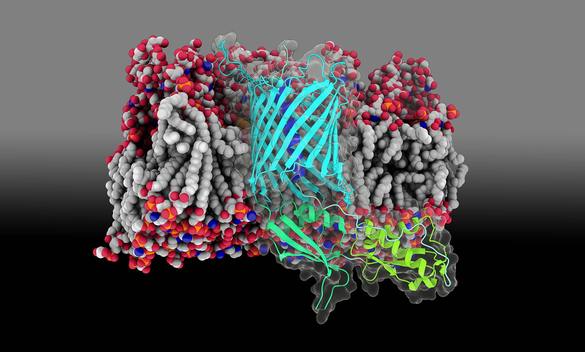 CdiB transporters secrete toxins across the bacterial outer membrane to interact with target bacterial cells.