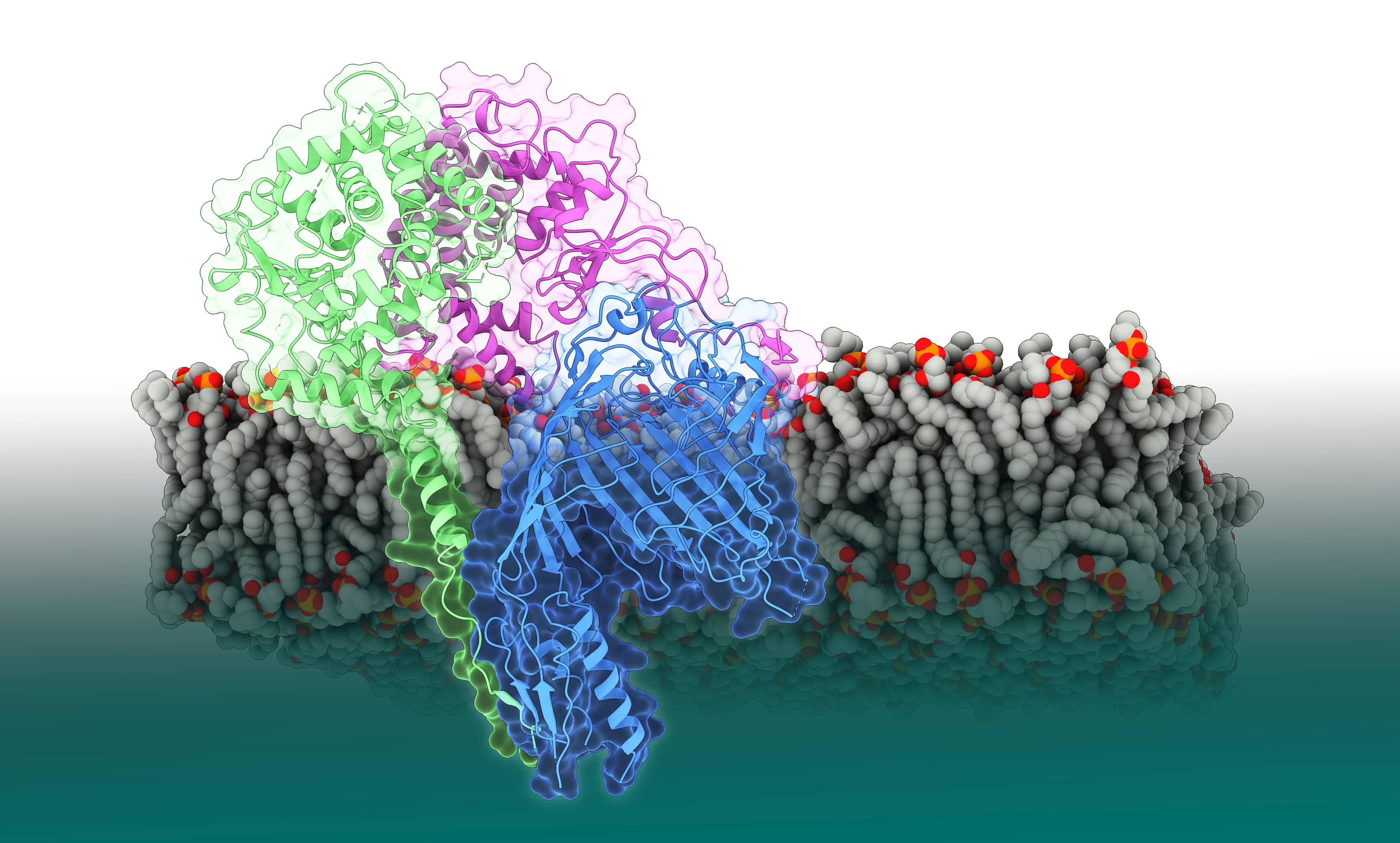 The essential SAM complex resides in the mitochondrial outer membrane and functions in beta-barrel biogenesis.