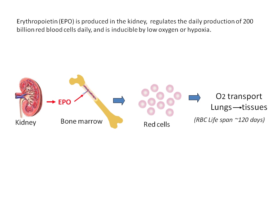 Photo of Erythropoietin stimulates red blood cell production  