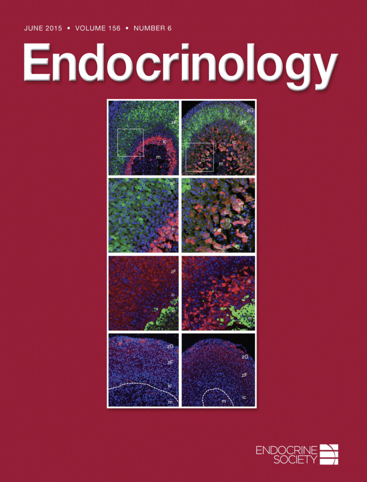 Cover of Endocrinology June 2015 Volume 156 Number 6