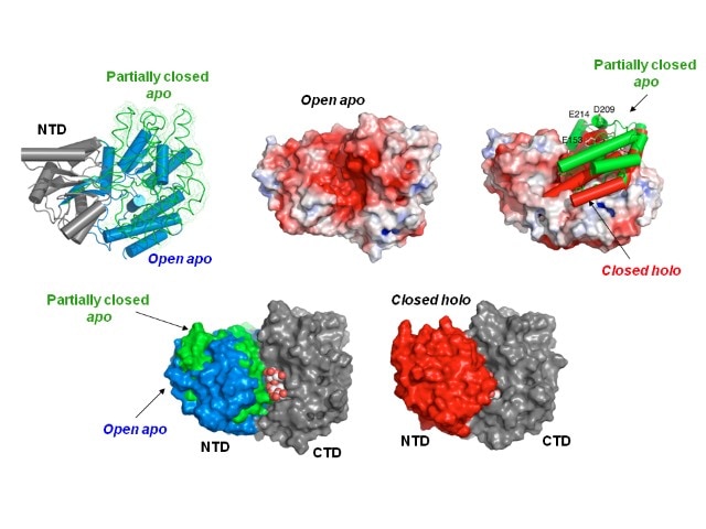 Chart showing the conformation of a sparsely-populated state of apo maltose binding protein