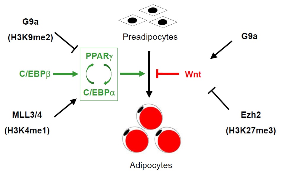 Epigenomic regulation of adipogenesis by site-specific histone methyltransferases.