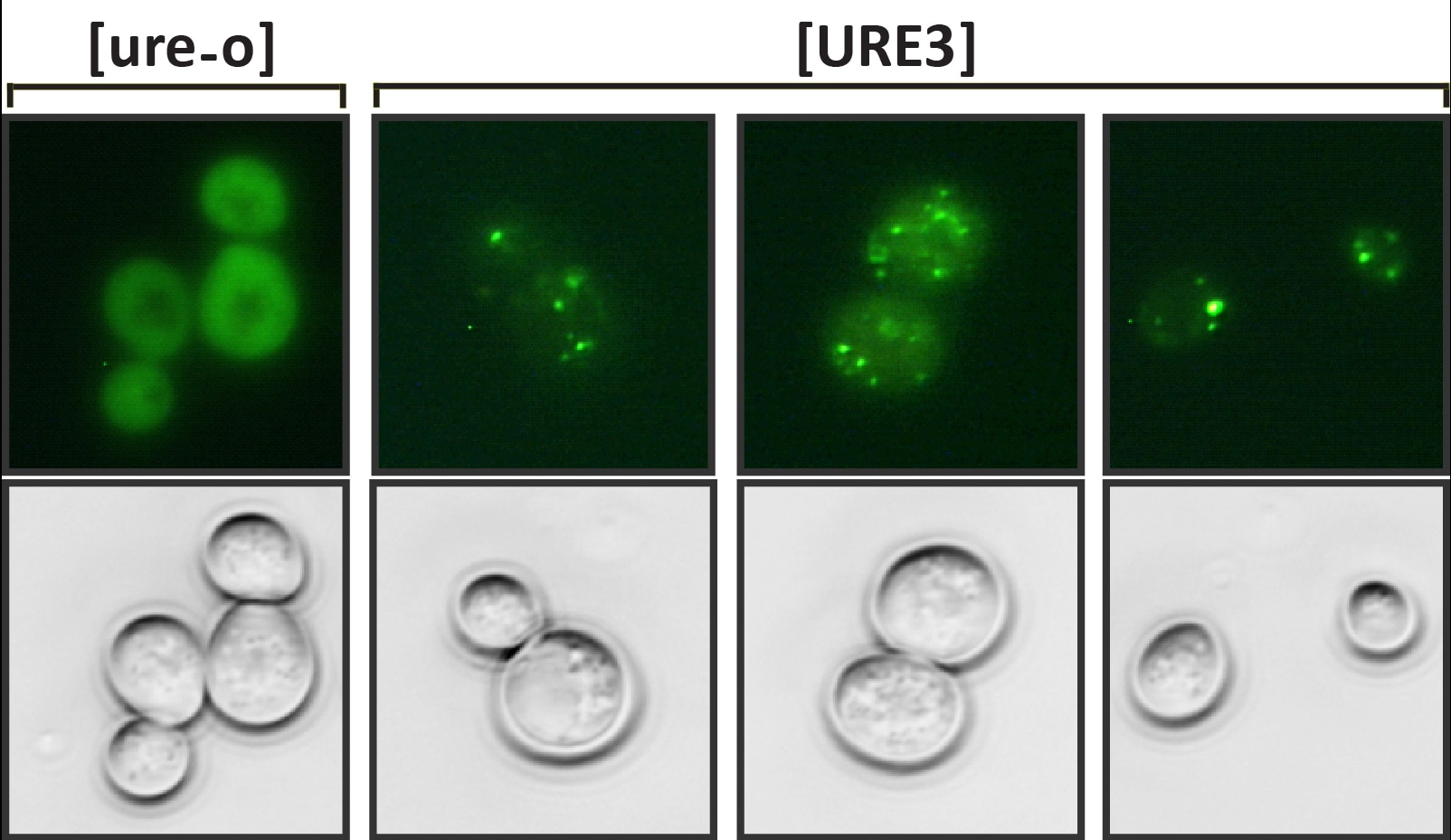 Photos of Ure2-GFP aggregates in a URE3 prion cell