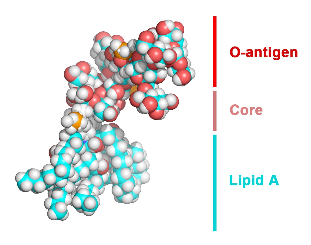 Molecular structure of a lipopolysaccharide (LPS)