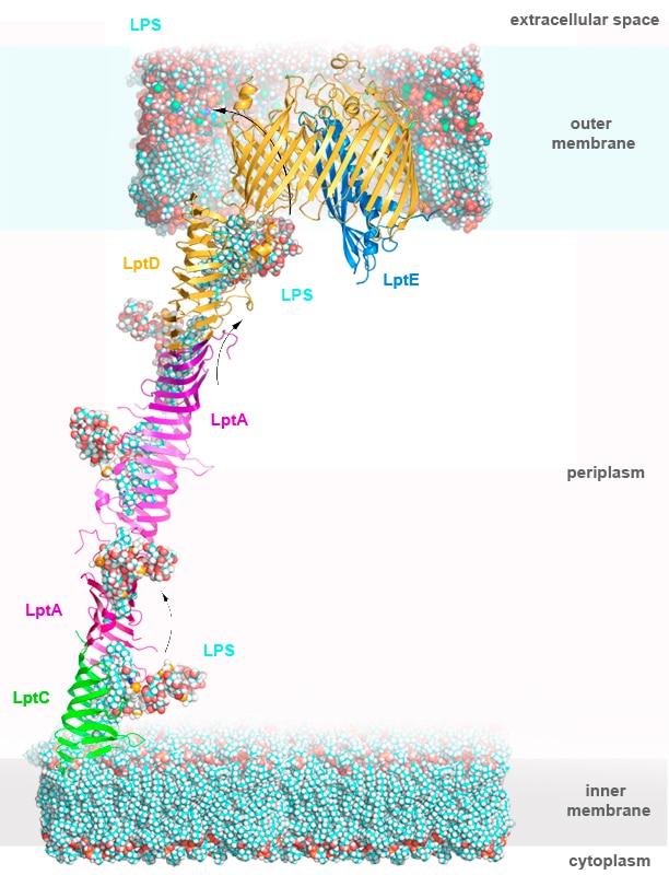Molecular model of the lipopolysaccharide transport system