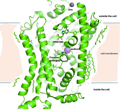High-resolution cryo-EM structure of the human DAT with MRS7292