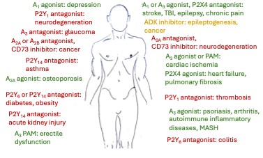 Envisioned therapeutic application of drugs from the Jacobson lab that act through the purinergic system