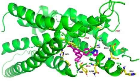 Molecular modeling and mutagenesis used to predict the receptor location of a P2Y14 antagonist drug introduced by the Jacobson lab