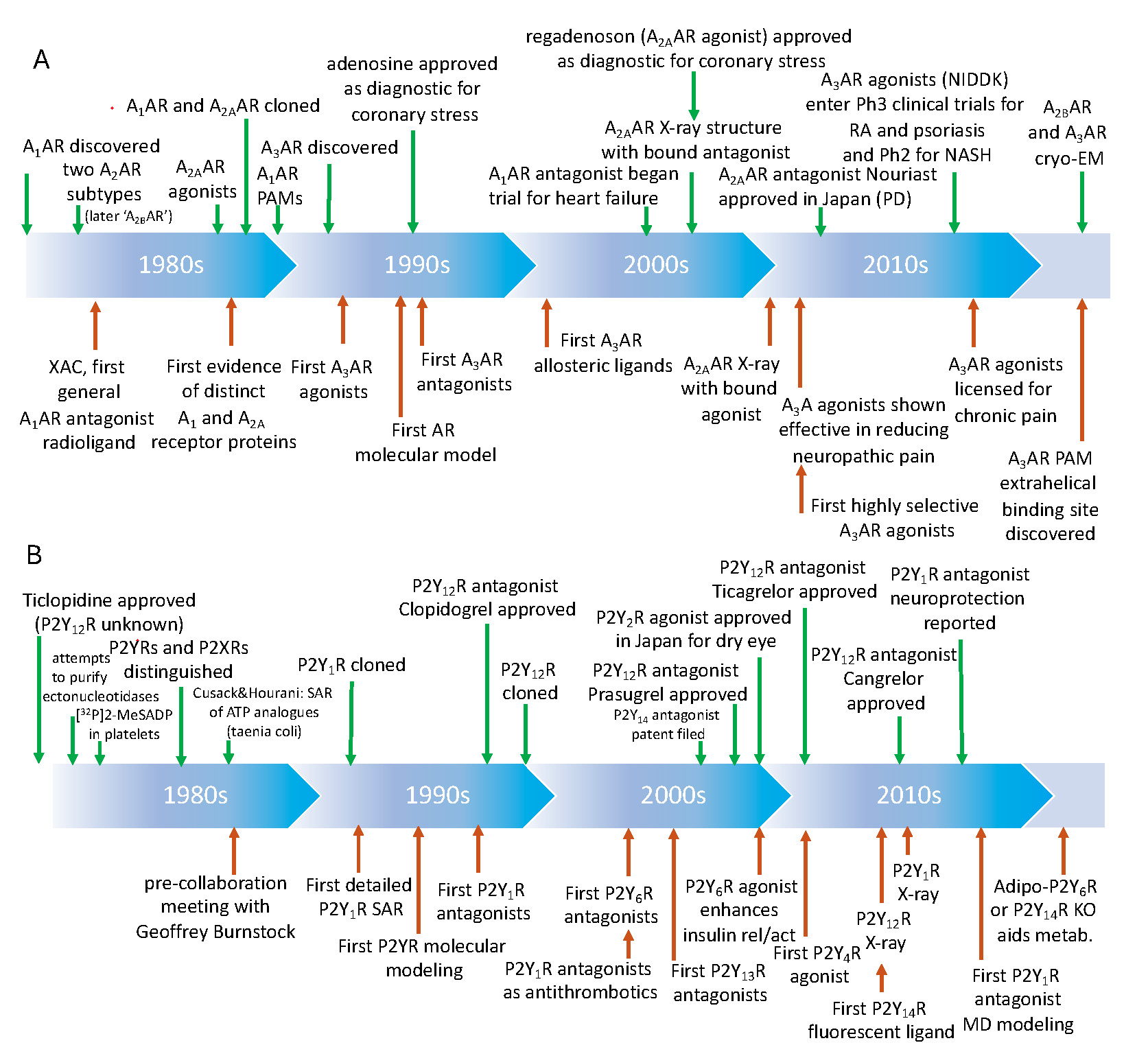Key events in research on adenosine (A) and P2Y (B) receptors