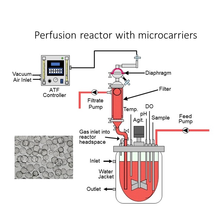 Layout of continuous production process of retroviral vector for adoptive T- cell therapy