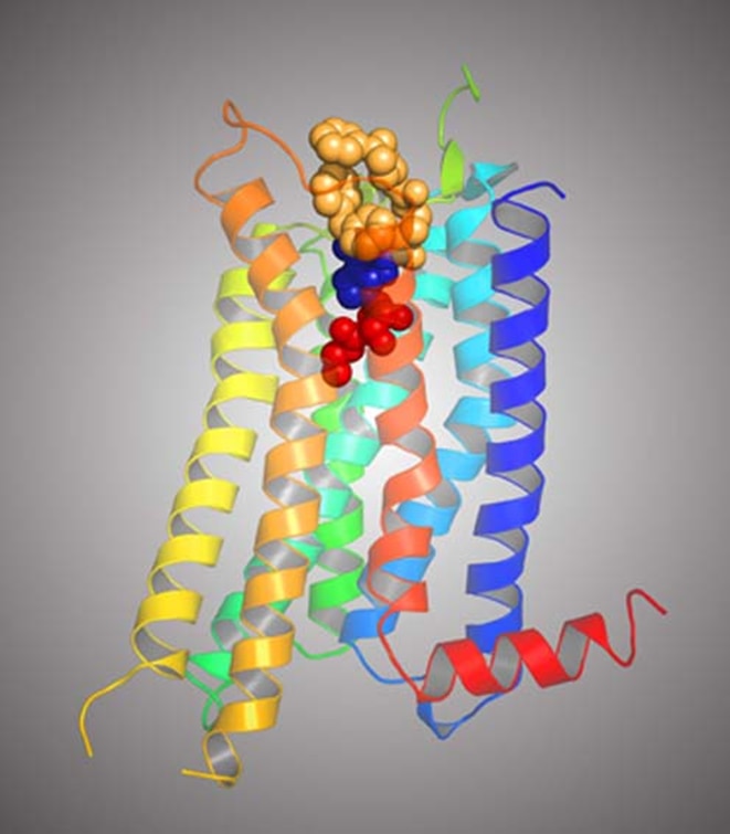 The newly determined structure of the A2A receptor for adenosine