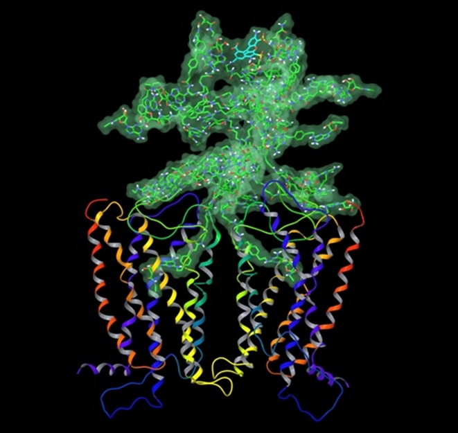 Molecular model of a homodimeric A2A adenosine receptor