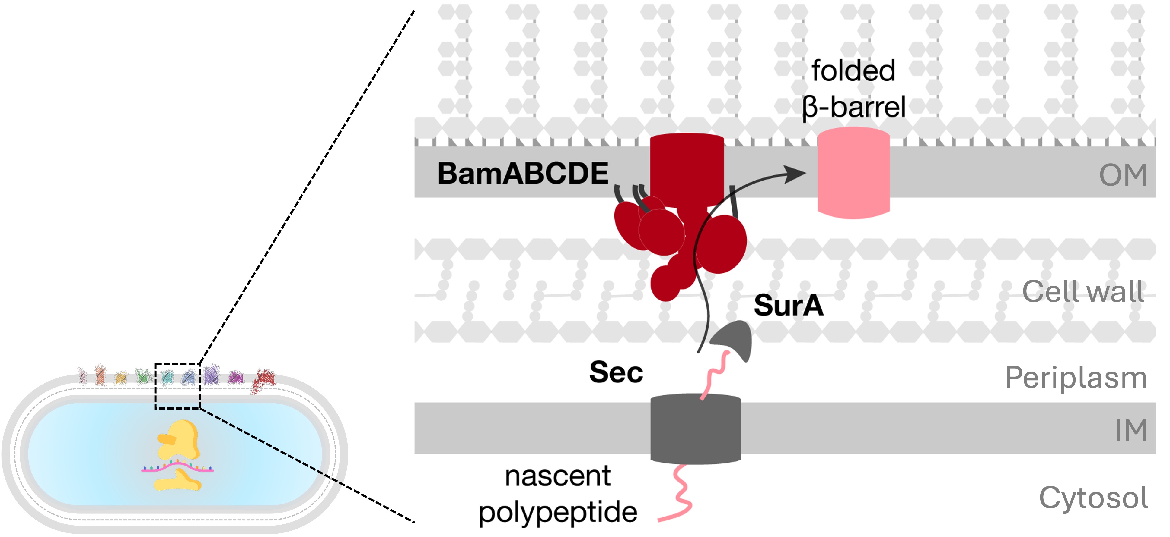 OMP biogenesis: made in cytoplasm, protected by chaperones, folded by BAM into the outer membrane.