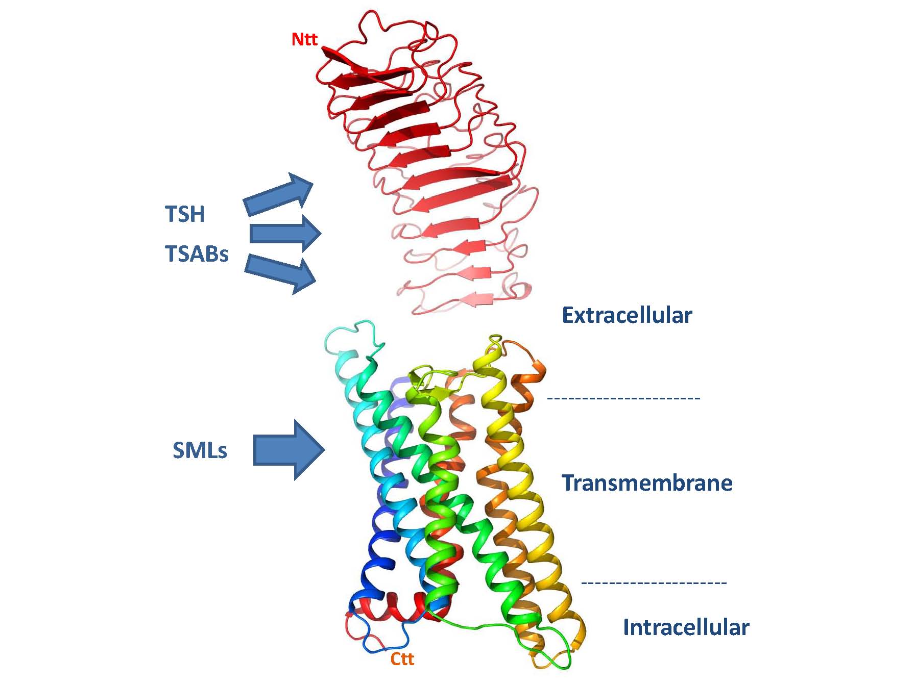 Image of ligand binding to thyroid-stimulating hormone (TSH) receptor