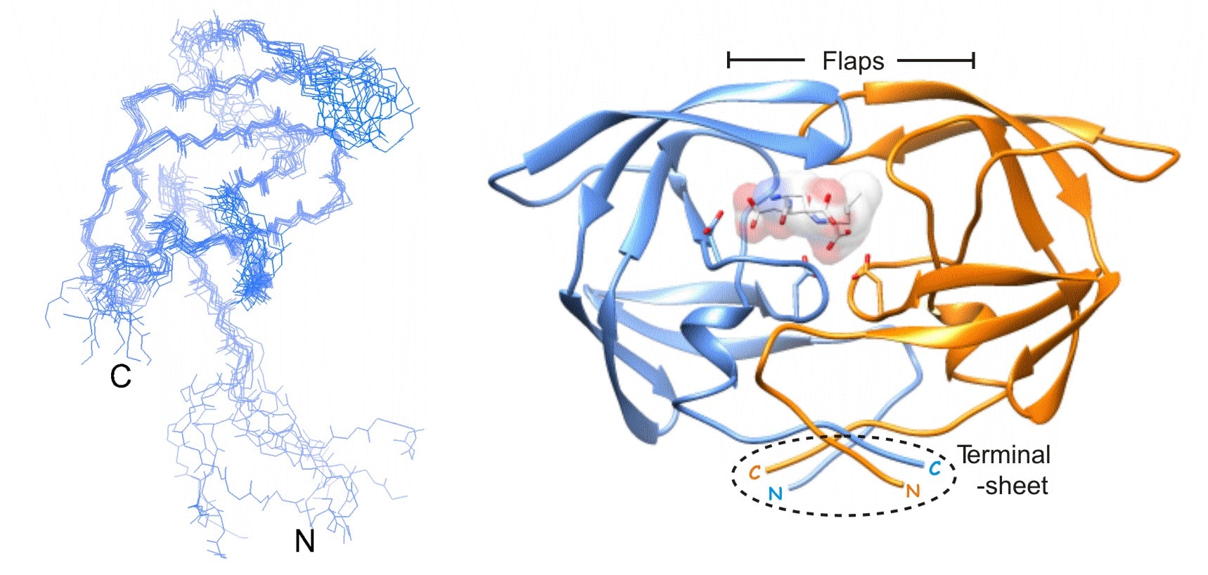 Monomer fold and hydrophilic inhibitor of active PR dimer