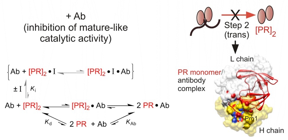 Dissociative inhibition of PR autoprocessing