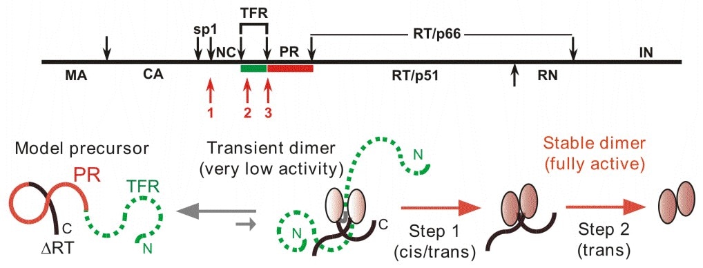 Genotyping, chemical synthesis, and elucidation of self-cleavage of HIV-1 protease (PR) from its precursor, Gag-Pol