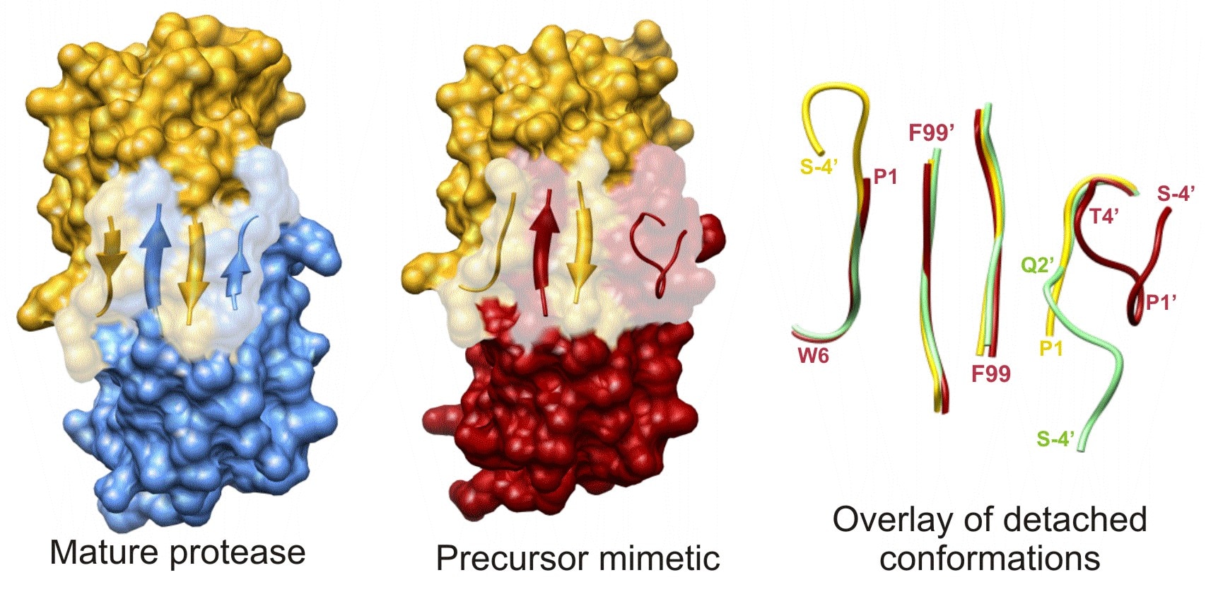 Terminal β-sheet dimer interface of PR precursor analogue