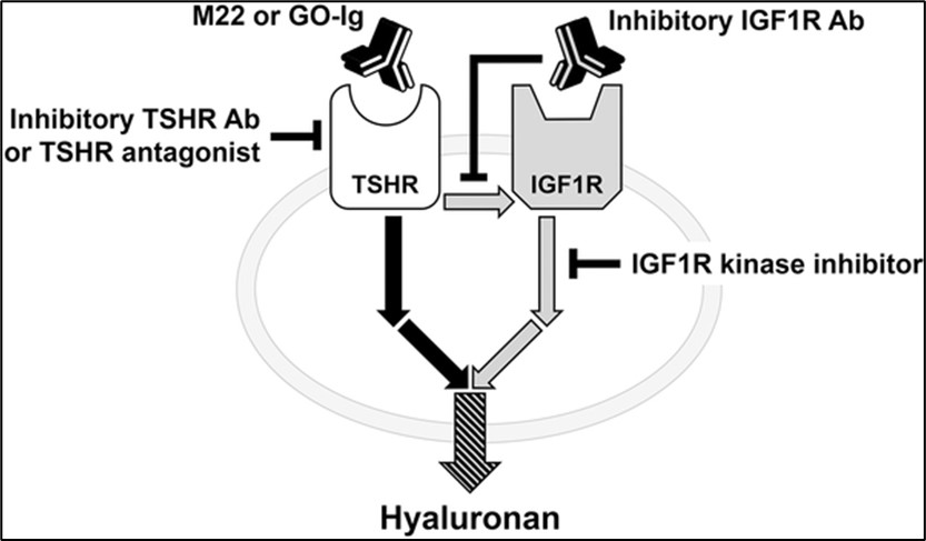 Model of inhibition of TSH/IGF1 receptor crosstalk to treat Graves’ disease.