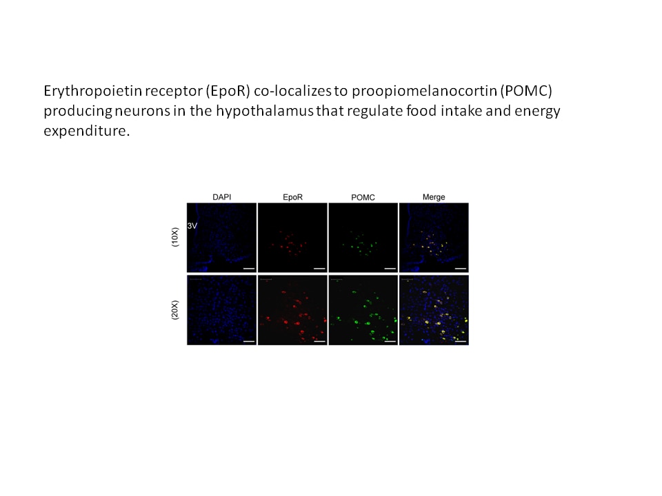 Chart of Hypothalamus expression of erythropoietin receptor 