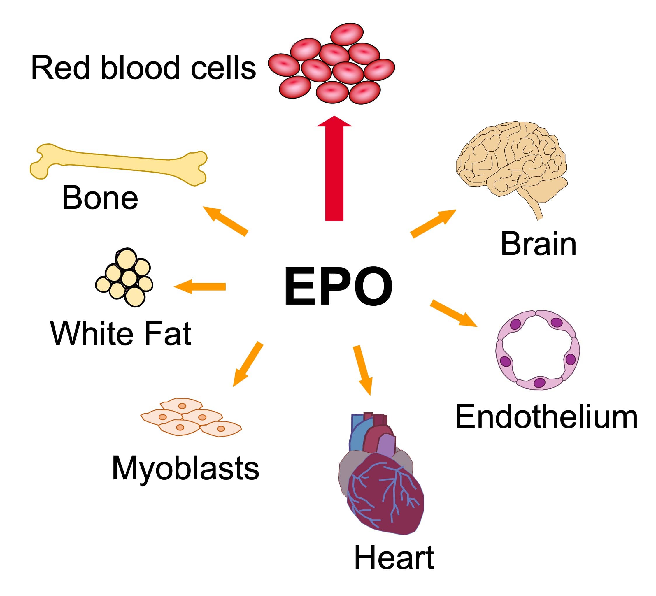 Diagram of multi-tissue response to erythropoietin.