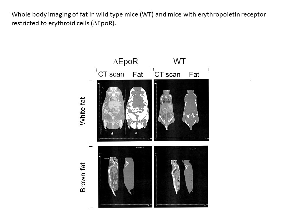 Imaging of White Fat in Mice