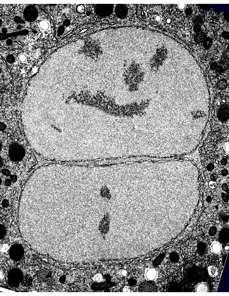 Photo of a 'smiling' 1-cell C. Elegans embryo right before its first mitotic division