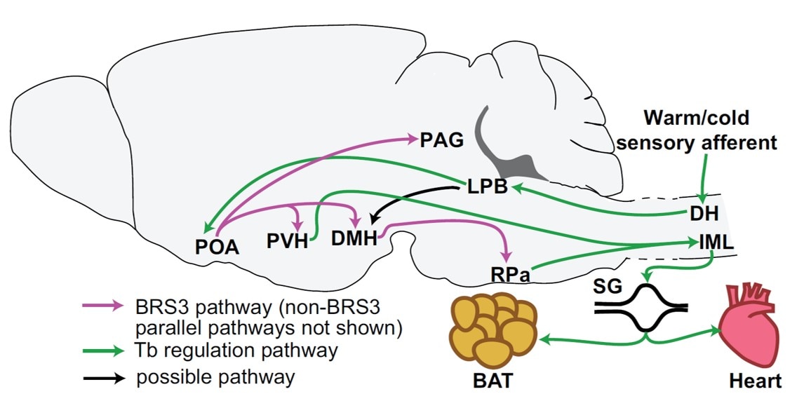 Illustration of BRS3 and Tb regulation pathways.