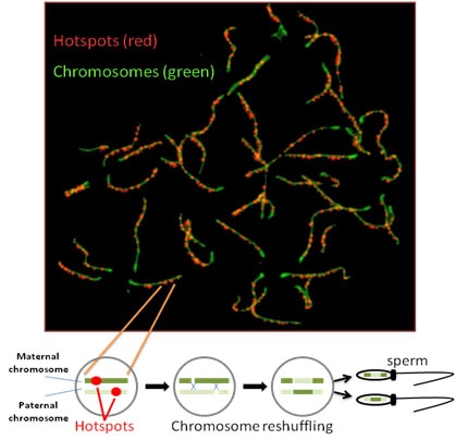 Image of hotspots of genetic rearrangement