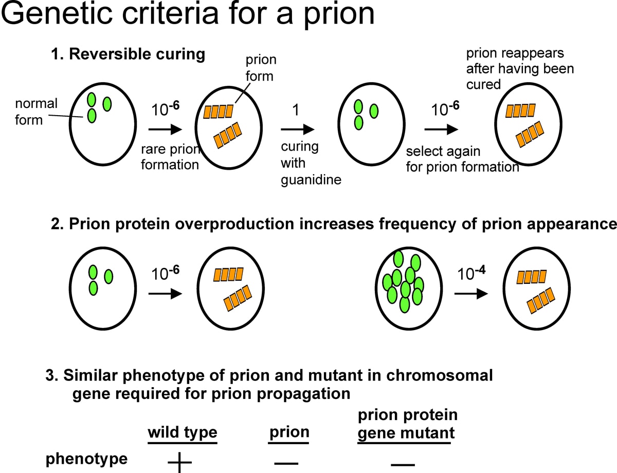 Diagram showing three genetic criteria for yeast prion