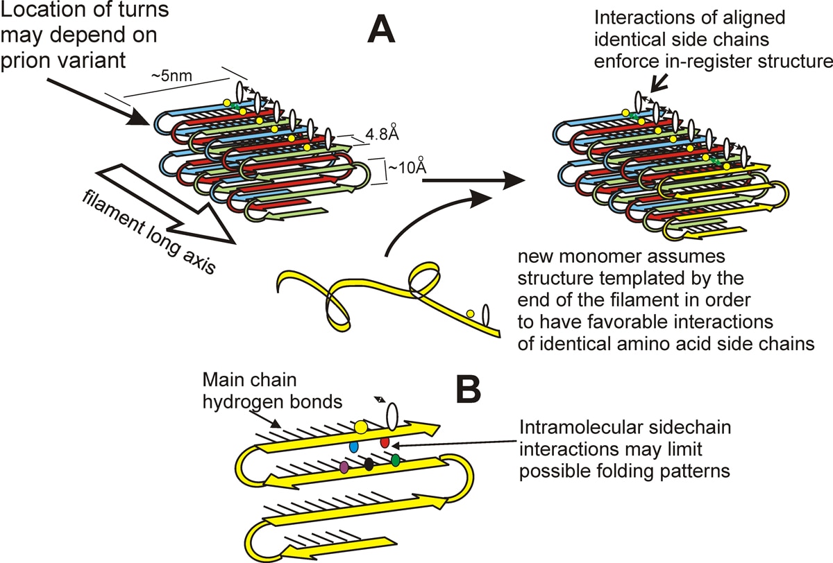 Model of yeast prion amyloid structure