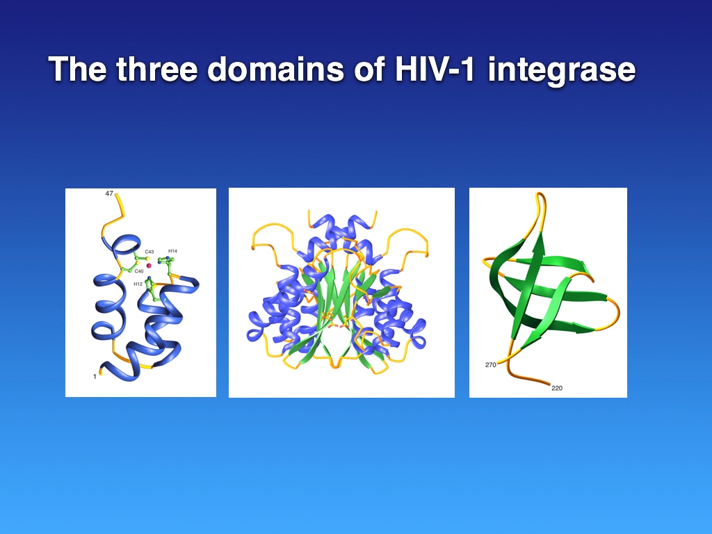 Structures of the individual domains of HIV-1 integrase