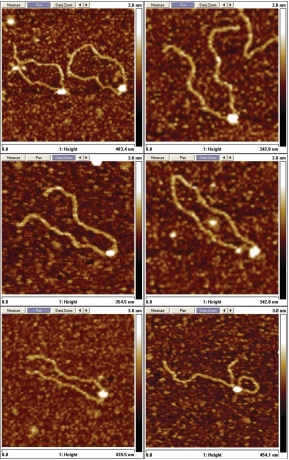 HIV-1 intrasomes visualized by atomic force microscopy