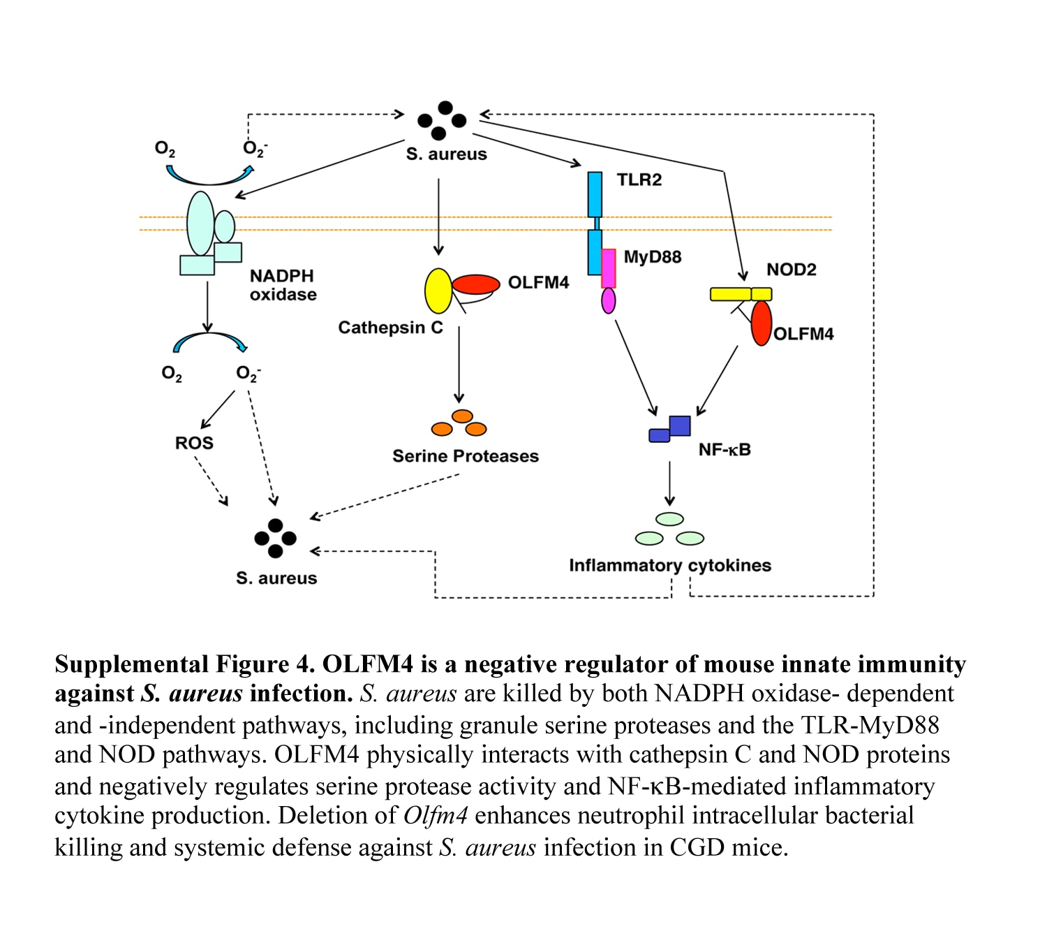 Photo of OLFM4 which is a negative regulator of mouse innate immunity against S. aureus infection