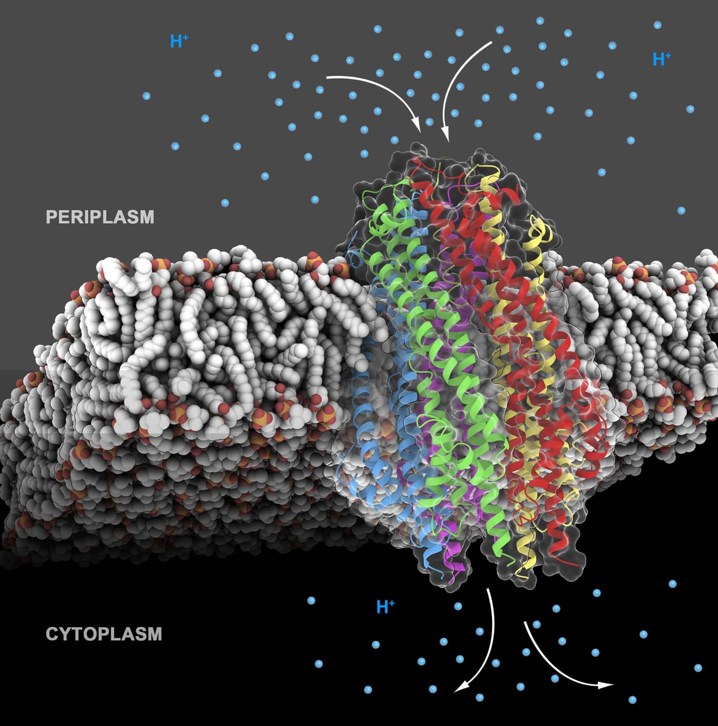 The bacterial inner membrane motor complex ExbBD energizes outer membrane transport of divalent metal ions.