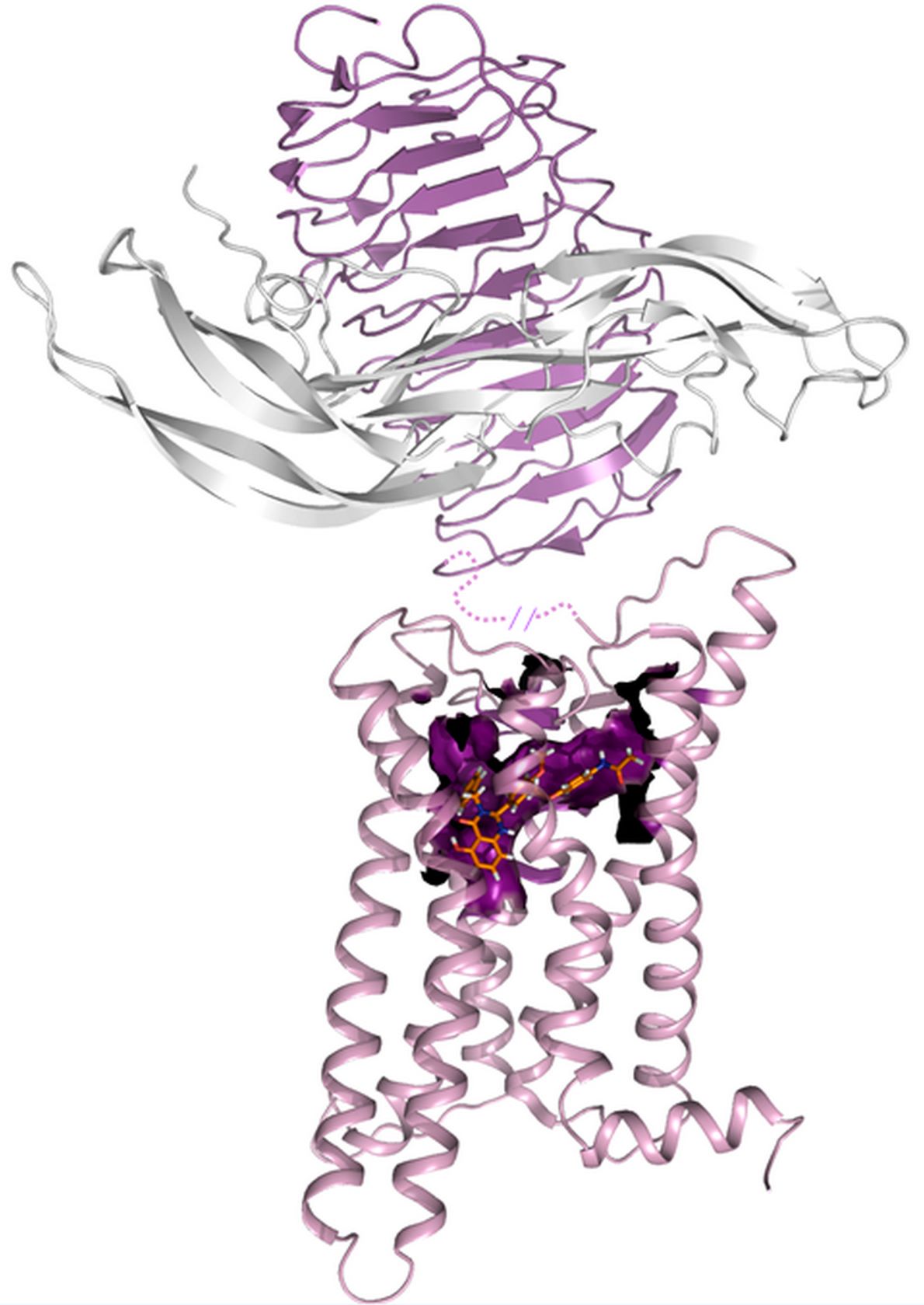 TSH receptor model with ligand binding sites