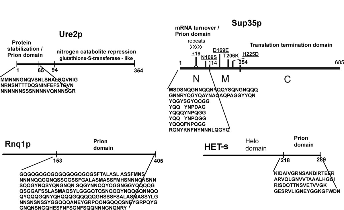 Diagram showing the prion domains of yeast prion proteins