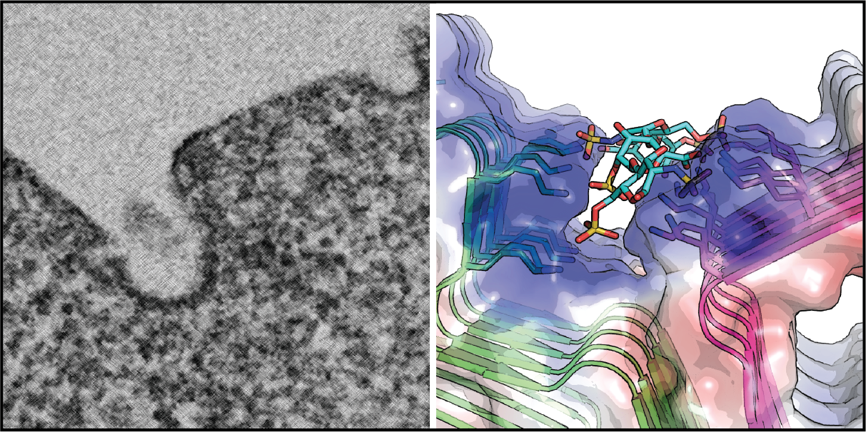 Heparan sulfate proteoglycan dependent endocytosis of alpha-Synuclein aggregates