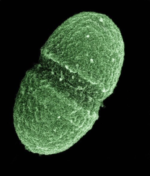 bacterium, Enterococcus faecalis