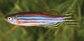 Zebrafish