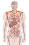 Illustration of skeleton depicting brown fat