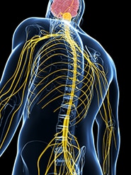 Illustration of the peripheral nervous system