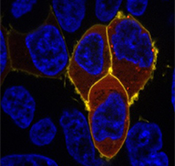 Illustration of expression of a designer G protein-coupled in cultured cells